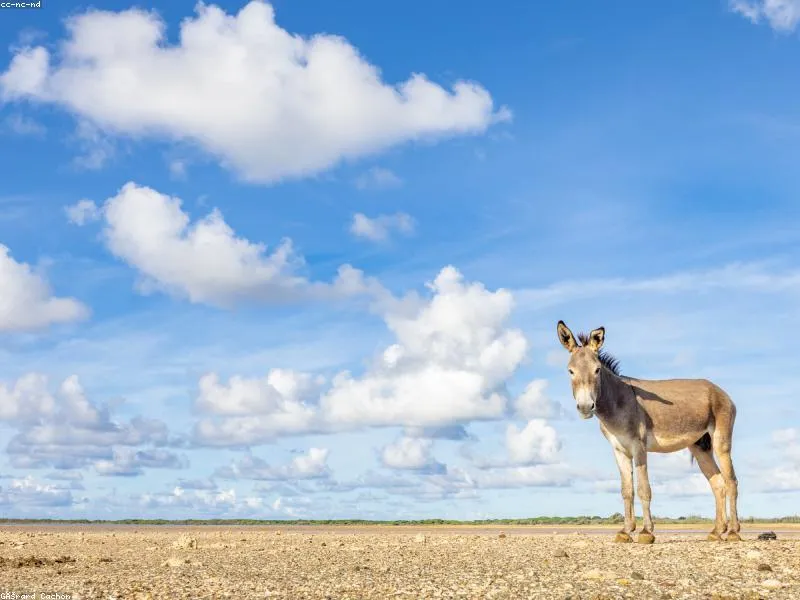 <p>Lorem ipsum dolor sit amet</p>